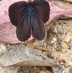 Erina (genus) (A dusky blue butterfly) at Yanununbeyan National Park - 28 Dec 2022 by anaqbn