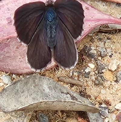 Erina (genus) (A dusky blue butterfly) at Yanununbeyan National Park - 28 Dec 2022 by anaqbn
