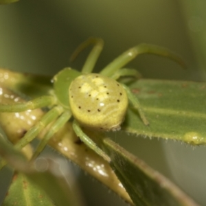 Lehtinelagia prasina at Higgins, ACT - 22 Dec 2022