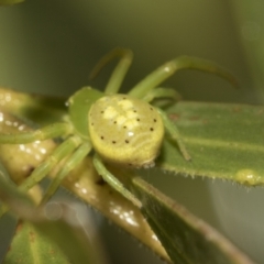 Lehtinelagia prasina (Leek-green flower spider) at Higgins, ACT - 22 Dec 2022 by AlisonMilton
