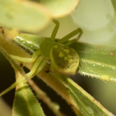 Lehtinelagia prasina at Higgins, ACT - 22 Dec 2022