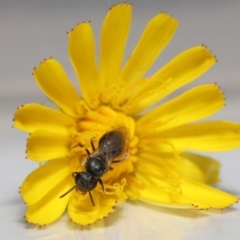 Unidentified Bee (Hymenoptera, Apiformes) (TBC) at Wellington Point, QLD - 22 Dec 2022 by TimL
