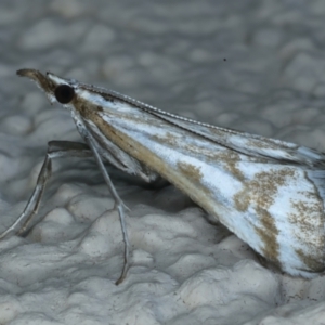 Sedenia rupalis at Ainslie, ACT - 25 Dec 2022 09:21 PM