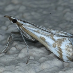 Sedenia rupalis (A Crambid moth) at Ainslie, ACT - 25 Dec 2022 by jb2602