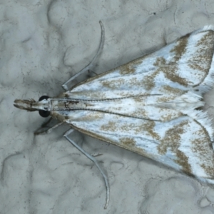 Sedenia rupalis at Ainslie, ACT - 25 Dec 2022