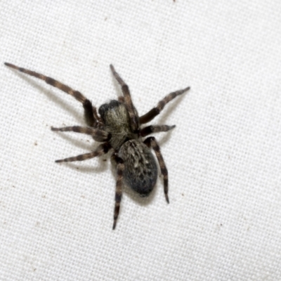 Badumna (genus) (Lattice-web spider) at Higgins, ACT - 22 Dec 2022 by AlisonMilton