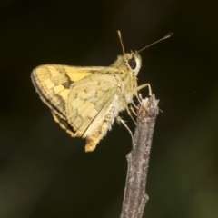 Ocybadistes walkeri (Green Grass-dart) at Higgins, ACT - 22 Dec 2022 by AlisonMilton