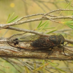 Galanga labeculata (Double-spotted cicada) at Paddys River, ACT - 29 Dec 2022 by HelenCross