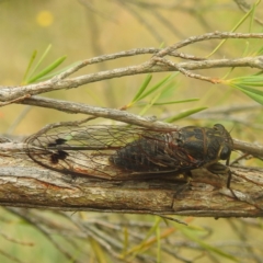 Galanga labeculata (Double-spotted cicada) at Paddys River, ACT - 28 Dec 2022 by HelenCross