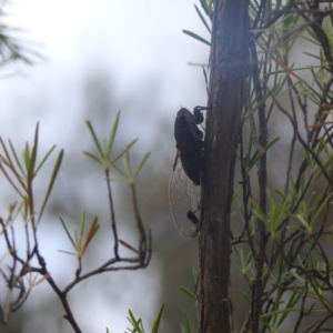 Galanga labeculata at Paddys River, ACT - 29 Dec 2022 09:37 AM