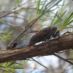 Galanga labeculata at Paddys River, ACT - 29 Dec 2022 09:37 AM