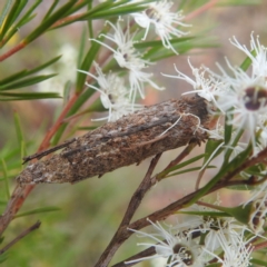 Trigonocyttara clandestina (Less-stick Case Moth) at Kambah Pool - 28 Dec 2022 by HelenCross