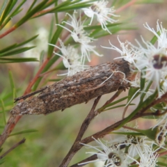 Trigonocyttara clandestina (Less-stick Case Moth) at Paddys River, ACT - 28 Dec 2022 by HelenCross