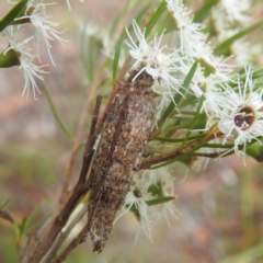 Trigonocyttara clandestina at Paddys River, ACT - 29 Dec 2022