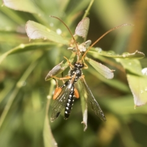 Echthromorpha intricatoria at Higgins, ACT - 22 Dec 2022