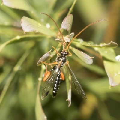 Echthromorpha intricatoria (Cream-spotted Ichneumon) at Higgins, ACT - 22 Dec 2022 by AlisonMilton