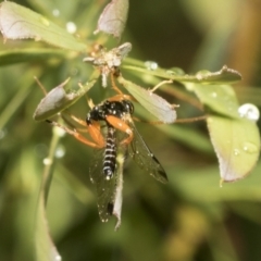 Echthromorpha intricatoria at Higgins, ACT - 22 Dec 2022