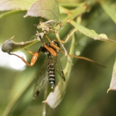 Echthromorpha intricatoria at Higgins, ACT - 22 Dec 2022