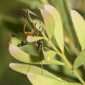 Echthromorpha intricatoria at Higgins, ACT - 22 Dec 2022