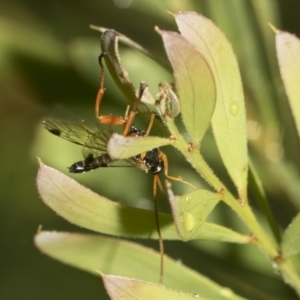 Echthromorpha intricatoria at Higgins, ACT - 22 Dec 2022