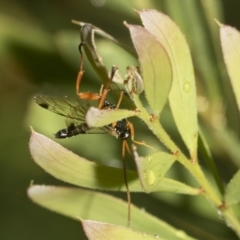 Echthromorpha intricatoria at Higgins, ACT - 22 Dec 2022