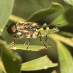 Odontomyia hunteri at Higgins, ACT - 22 Dec 2022