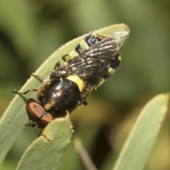 Odontomyia hunteri at Higgins, ACT - 22 Dec 2022