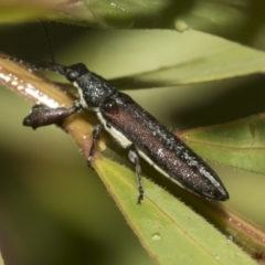 Rhinotia sp. (genus) at Higgins, ACT - 22 Dec 2022