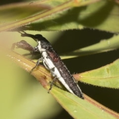 Rhinotia sp. (genus) at Higgins, ACT - 22 Dec 2022