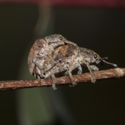 Gonipterus sp. (genus) (Eucalyptus Weevil) at McKellar, ACT - 26 Sep 2022 by AlisonMilton