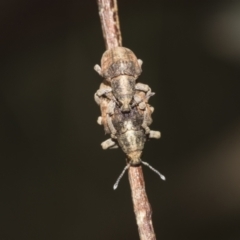 Gonipterus sp. (genus) at McKellar, ACT - 26 Sep 2022