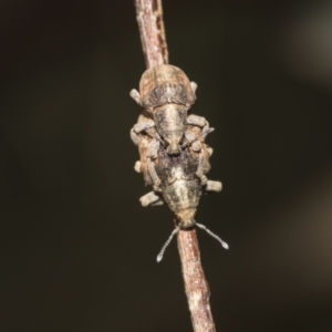 Gonipterus sp. (genus) at McKellar, ACT - 26 Sep 2022 12:58 PM