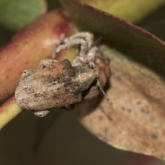 Gonipterus sp. (genus) at McKellar, ACT - 26 Sep 2022 12:58 PM