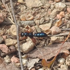 Diamma bicolor (Blue ant, Bluebottle ant) at Paddys River, ACT - 28 Dec 2022 by HelenCross