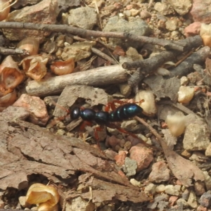 Diamma bicolor at Paddys River, ACT - 29 Dec 2022