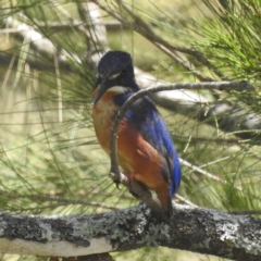 Ceyx azureus (Azure Kingfisher) at Cotter Reserve - 29 Dec 2022 by HelenCross