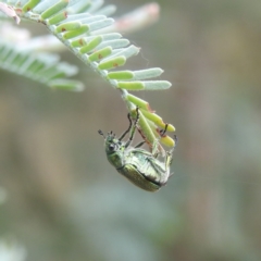 Diphucephala sp. (genus) (Green Scarab Beetle) at Paddys River, ACT - 29 Dec 2022 by HelenCross