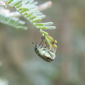 Diphucephala sp. (genus) at Paddys River, ACT - 29 Dec 2022