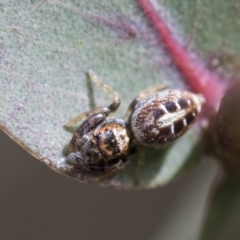 Opisthoncus sexmaculatus (Six-marked jumping spider) at McKellar, ACT - 26 Sep 2022 by AlisonMilton