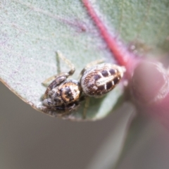 Opisthoncus sexmaculatus at McKellar, ACT - 26 Sep 2022 01:22 PM