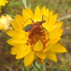Gminatus australis (Orange assassin bug) at Paddys River, ACT - 28 Dec 2022 by HelenCross