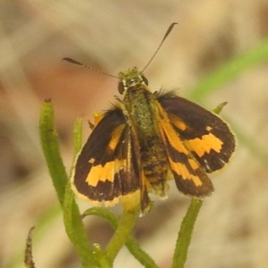 Ocybadistes walkeri at Paddys River, ACT - 29 Dec 2022 09:50 AM