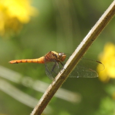 Orthetrum villosovittatum (Fiery Skimmer) at Cotter Reserve - 29 Dec 2022 by HelenCross