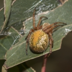 Araneus hamiltoni (Hamilton's Orb Weaver) at McKellar, ACT - 26 Sep 2022 by AlisonMilton