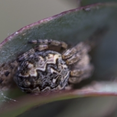 Araneus hamiltoni at McKellar, ACT - 26 Sep 2022