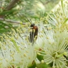 Symphyta (suborder) (Unidentified Sawfly) at National Arboretum Woodland - 28 Dec 2022 by AndyRussell