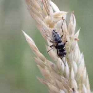 Tachinidae (family) at Murrumbateman, NSW - 28 Dec 2022 07:19 PM