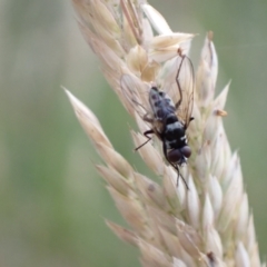 Unidentified Bristle Fly (Tachinidae) at Murrumbateman, NSW - 28 Dec 2022 by SimoneC