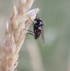 Tachinidae (family) at Murrumbateman, NSW - 28 Dec 2022 07:19 PM