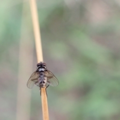 Tachinidae (family) at Murrumbateman, NSW - 28 Dec 2022 07:19 PM